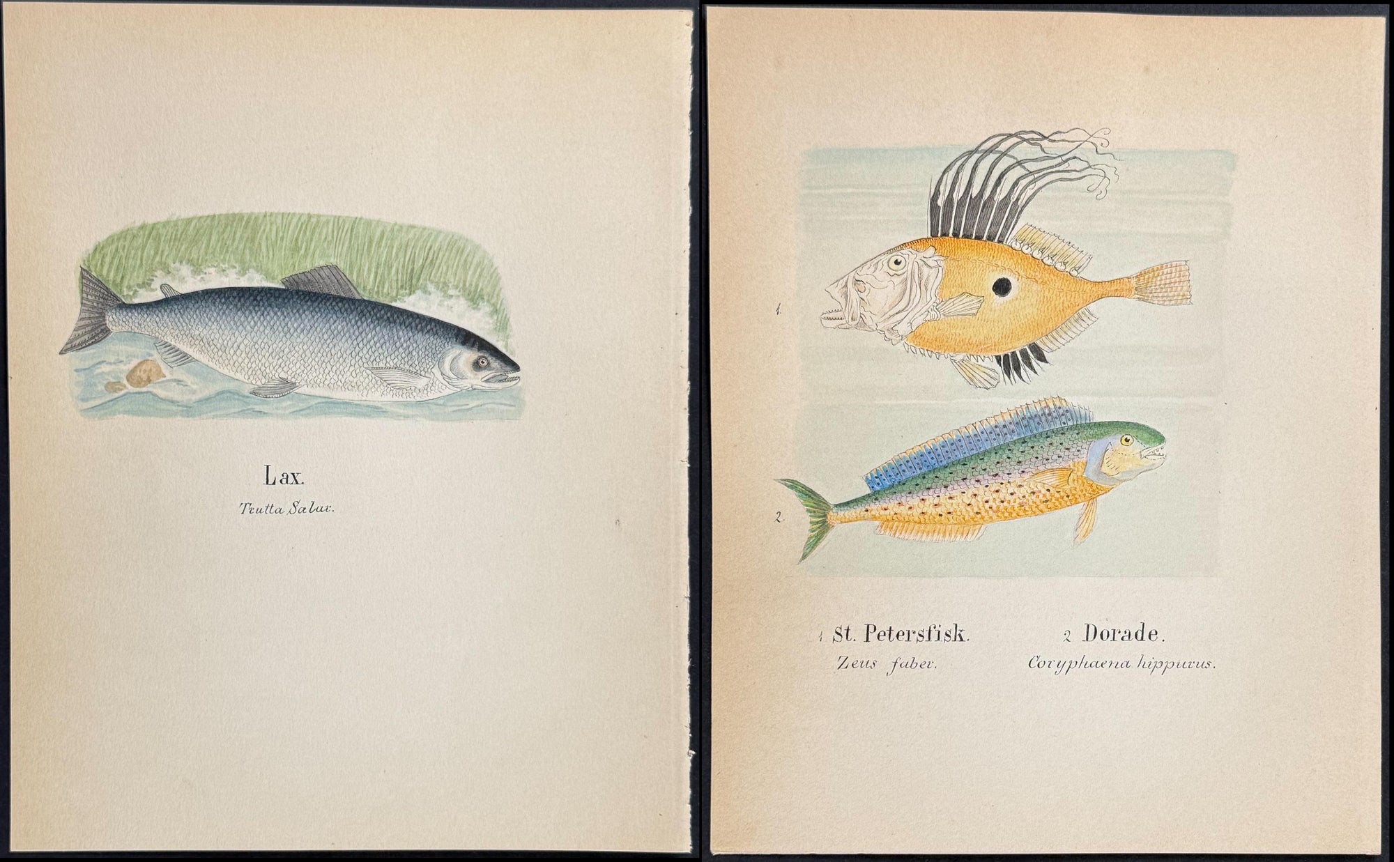 Four Original Watercolors — Fish & Sea Life c.1820
