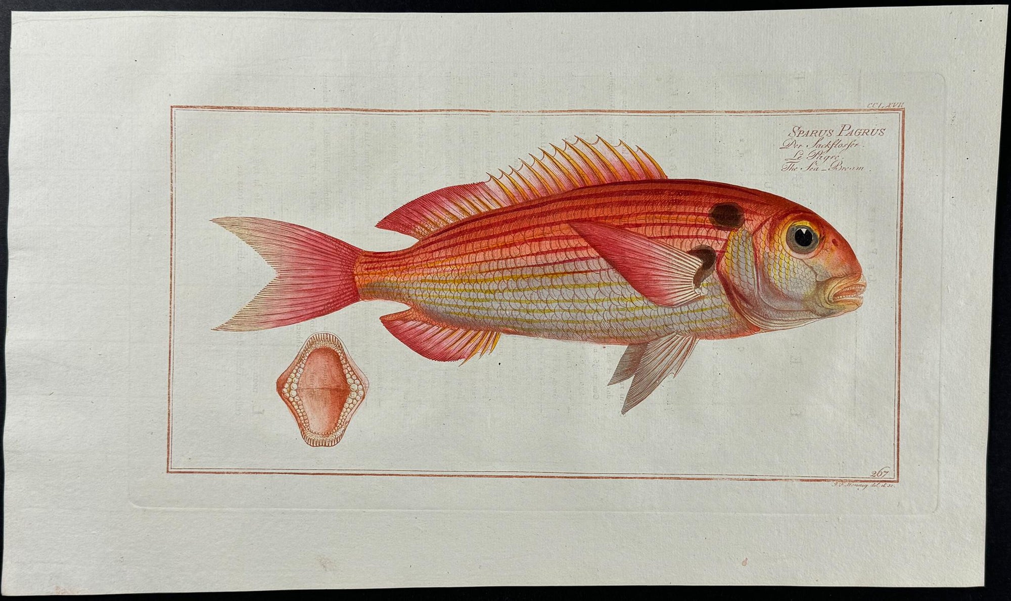 Bloch — Sea-Bream Folio Plate c.1786