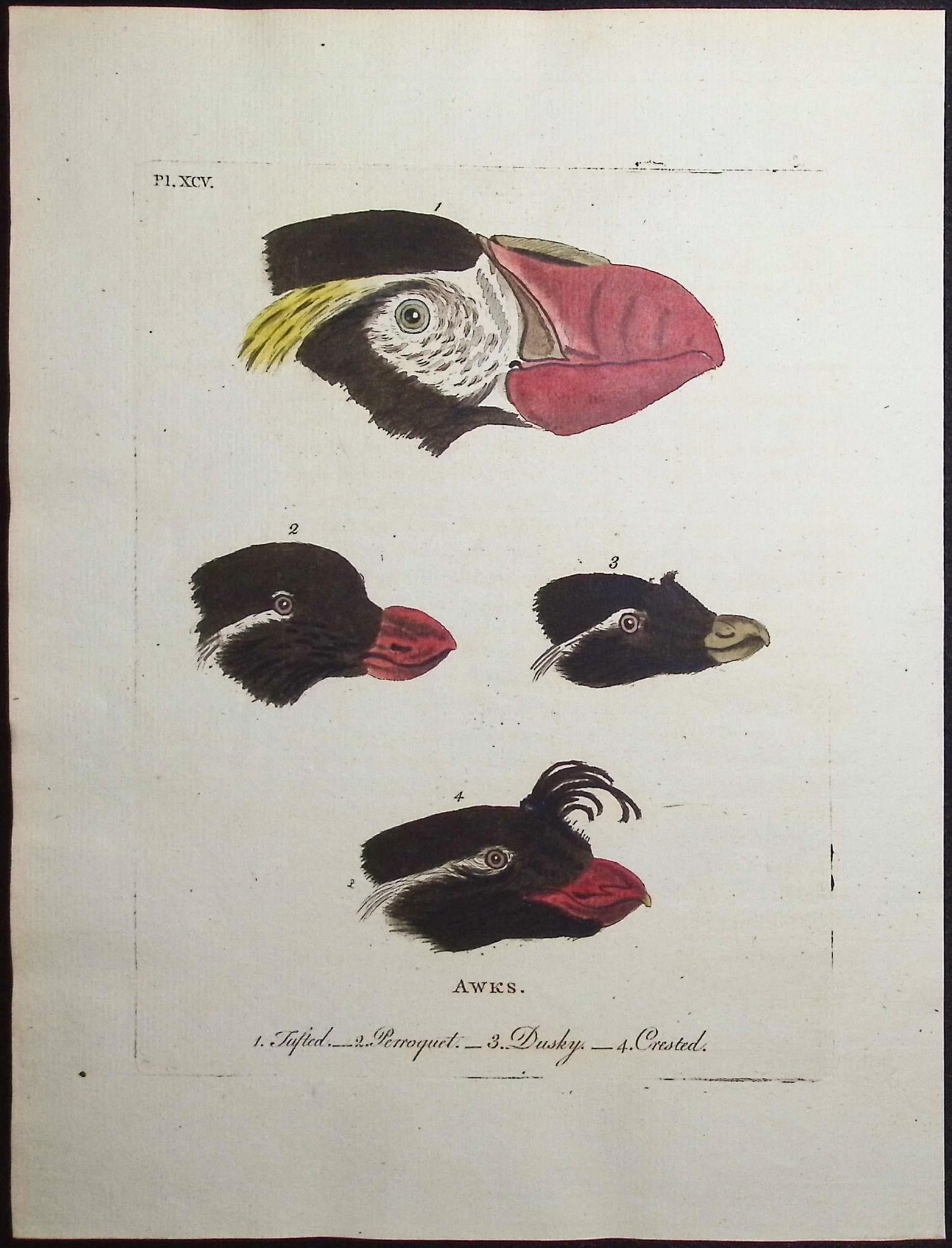 Latham — Auk Heads & Bills c.1790