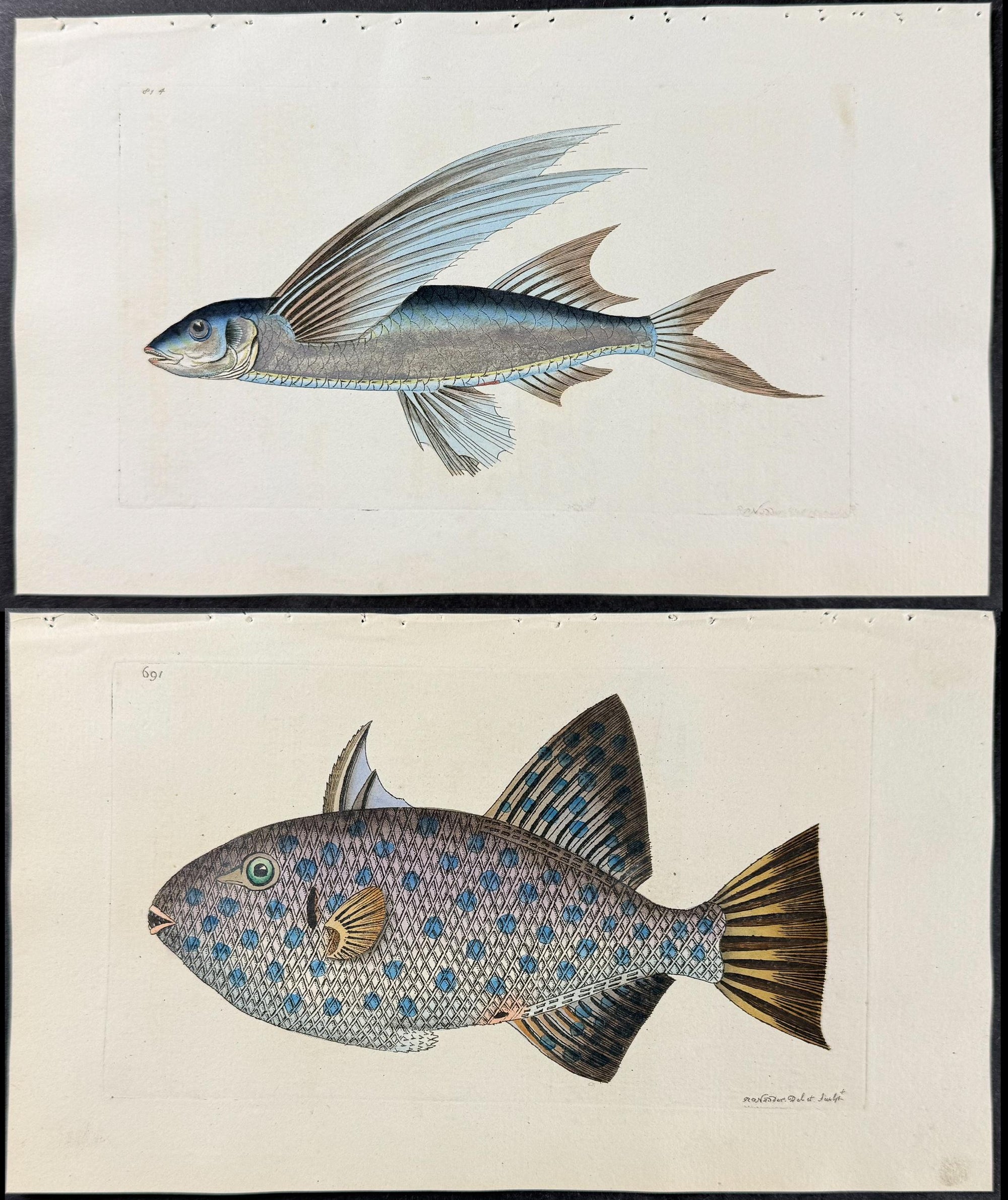 Shaw & Nodder — Six Fish Engravings c.1790