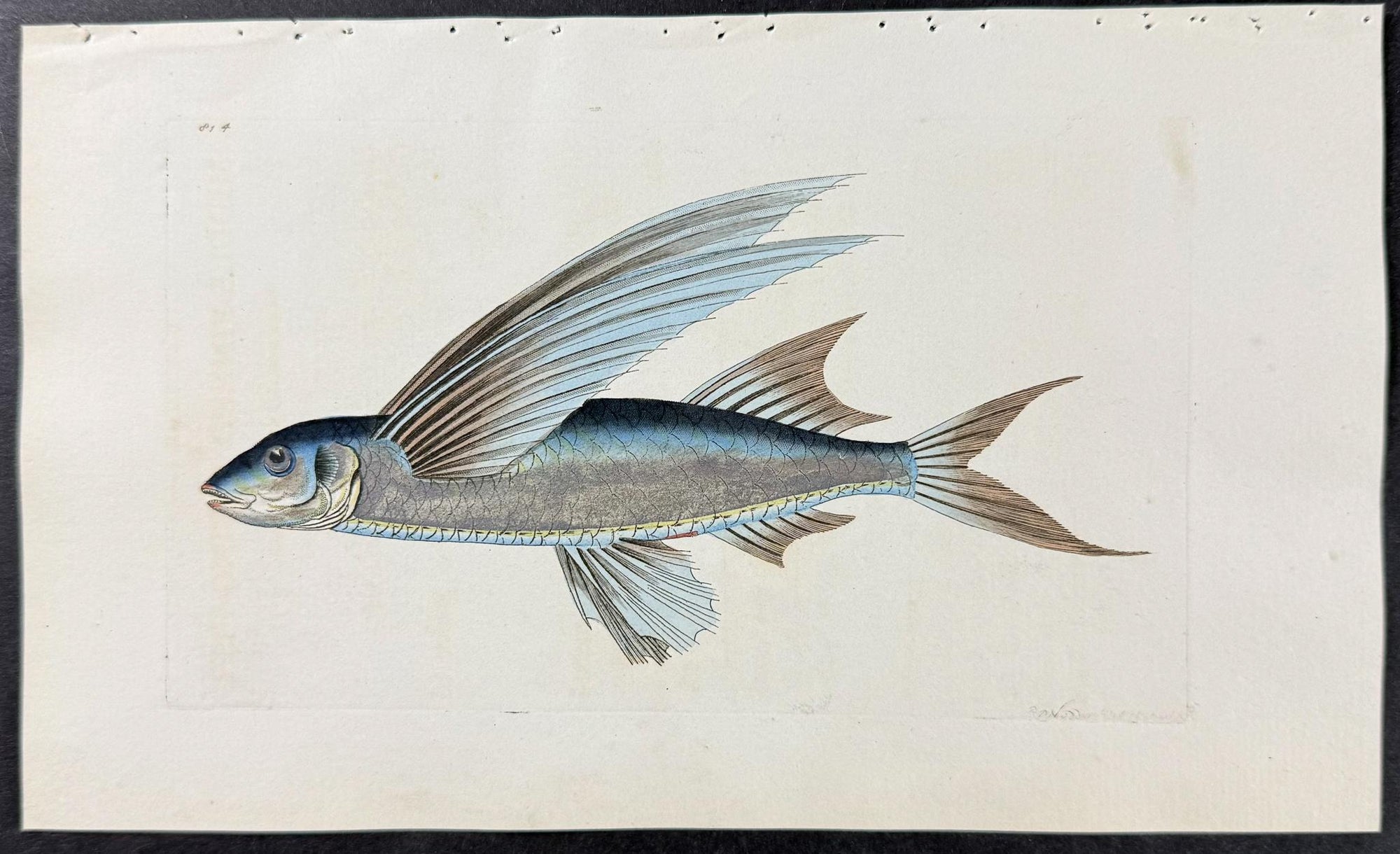 Shaw & Nodder — Six Fish Engravings c.1790