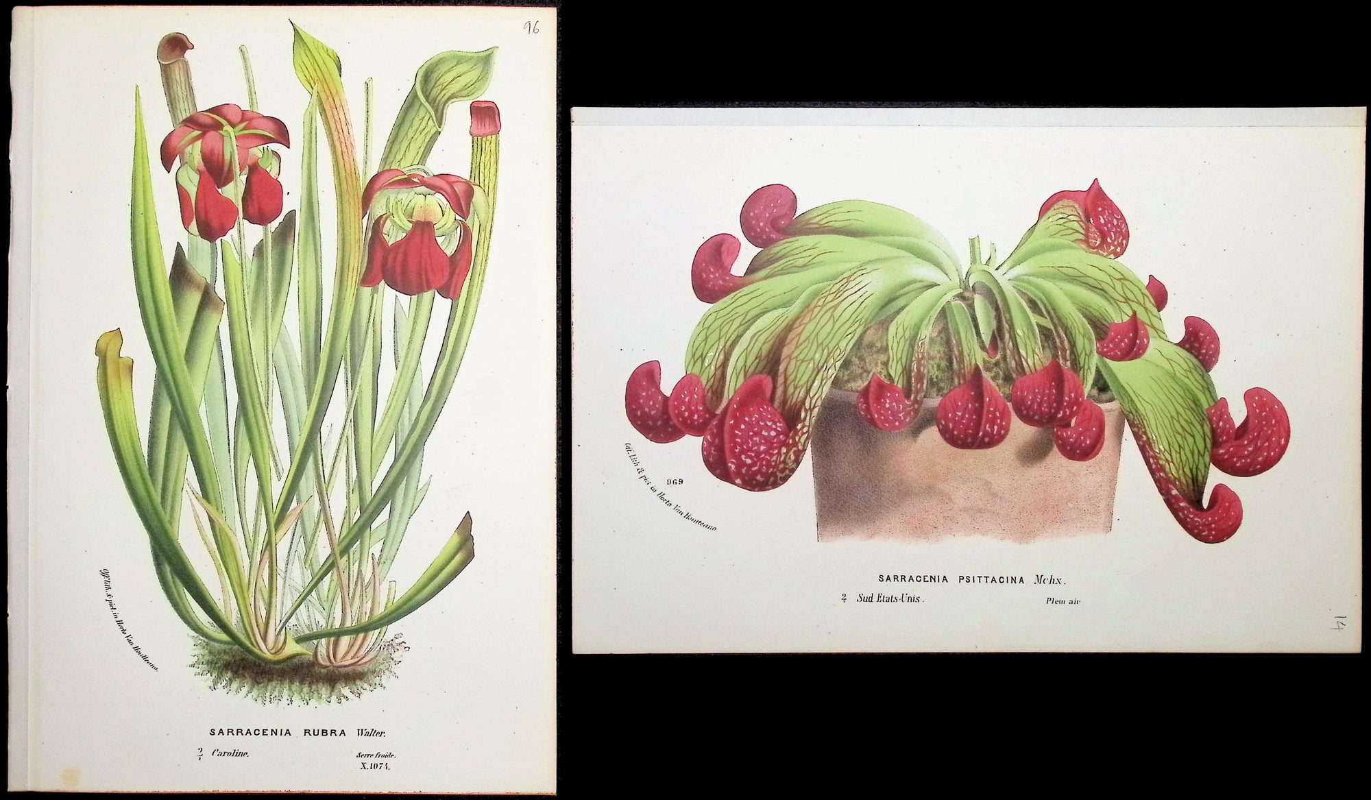 Van Houtte — Pair of Carnivorous Pitcher Plant c.1850