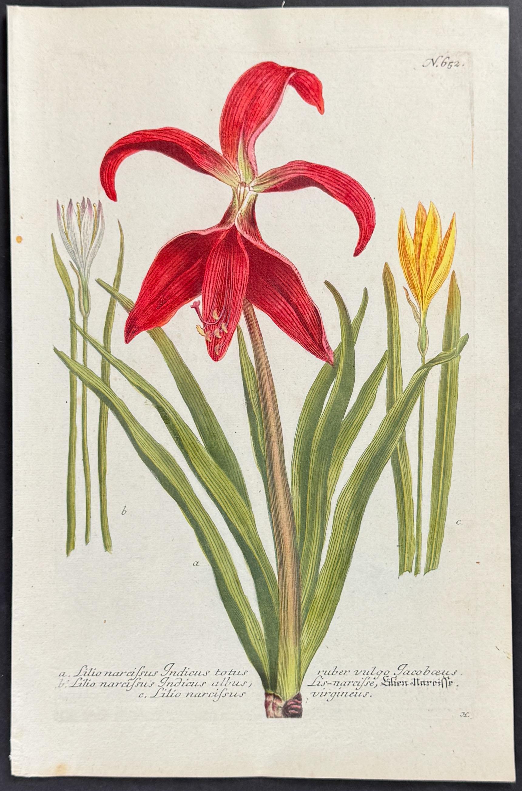 Weinmann — Lily Mezzotint c.1740