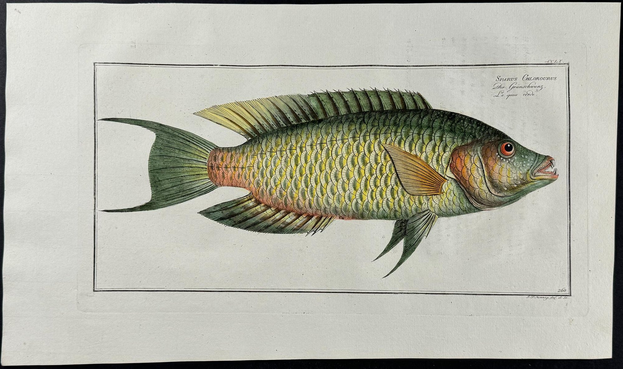 Bloch — Three Folio Fish Plates c.1786 — main view