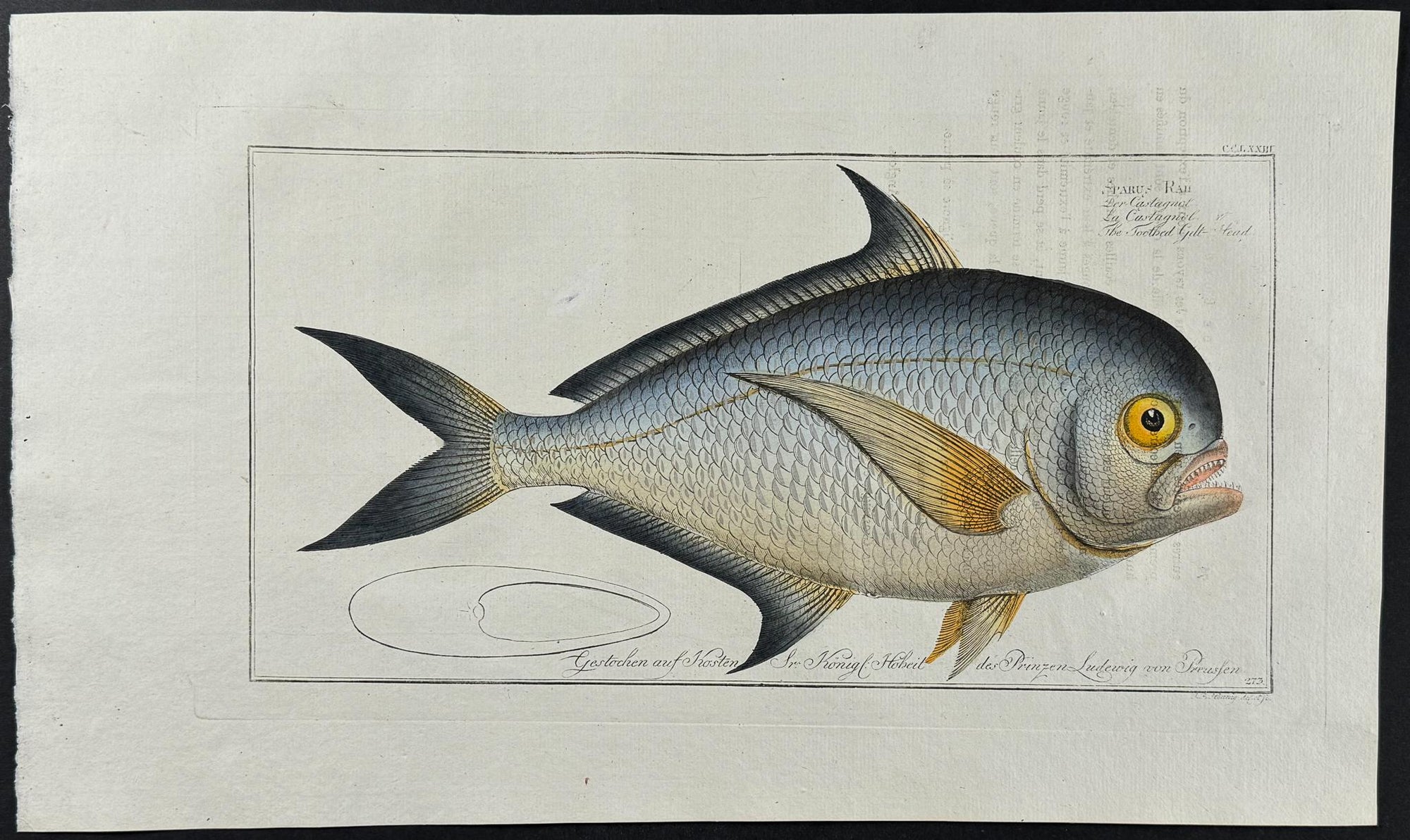 Bloch — Toothed Gilt-Head Folio Plate c.1786 — main view