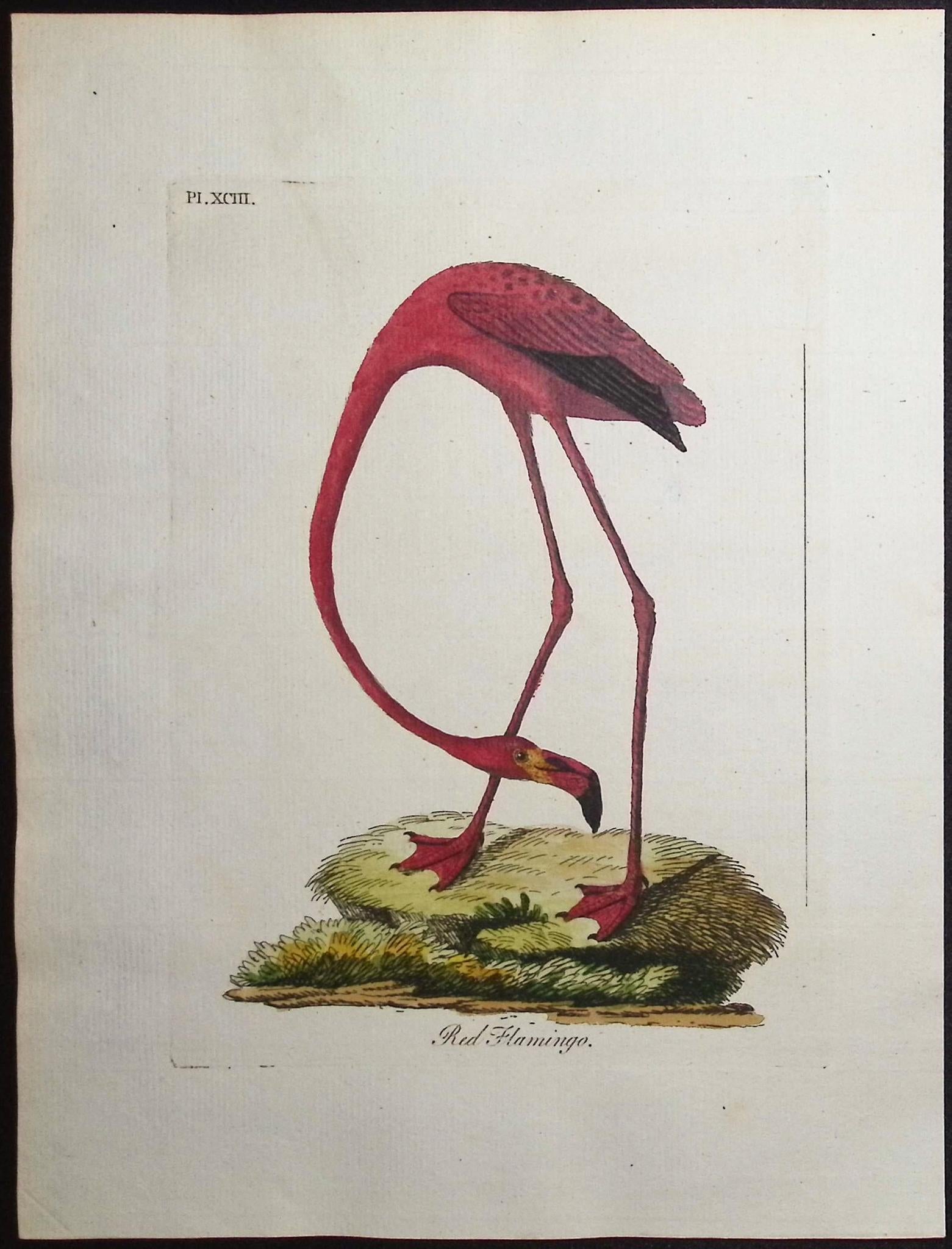 Latham — Red Flamingo c.1790 — main view