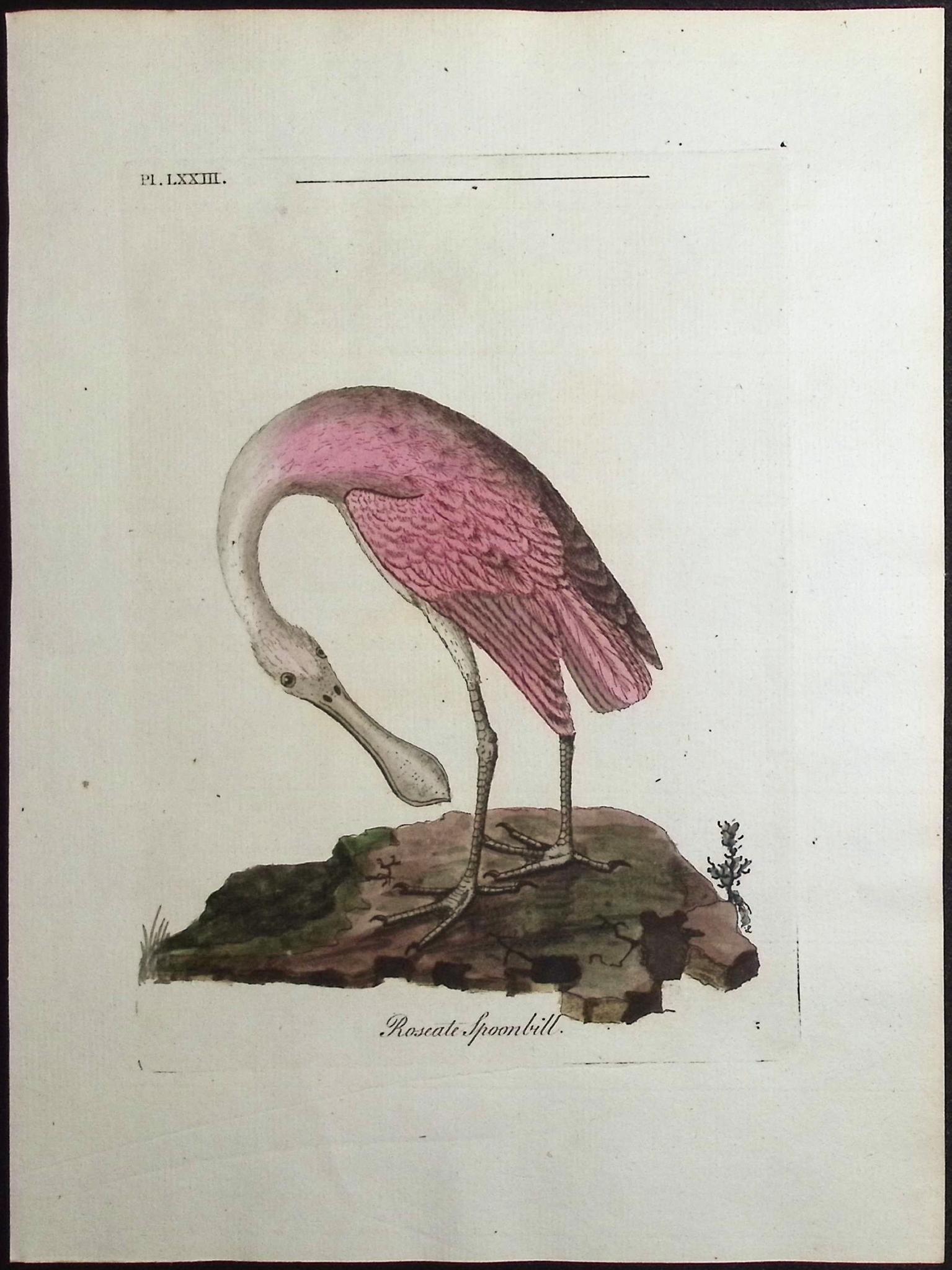 Latham — Roseate Spoonbill & Red Flamingo Pair c.1790 — detail view 2
