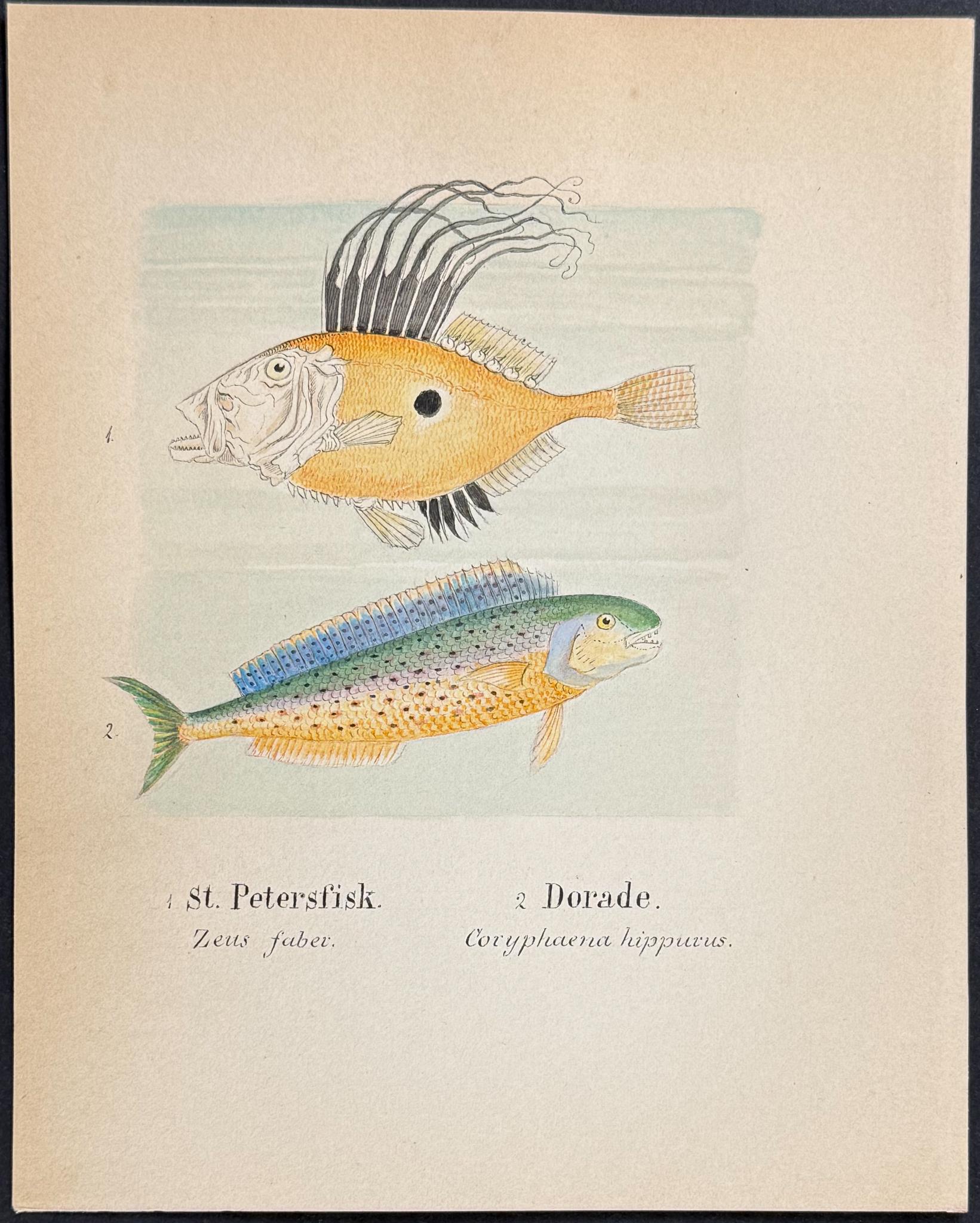 Original Watercolor — Fish & Sea Life, Plate 1 c.1820 — main view