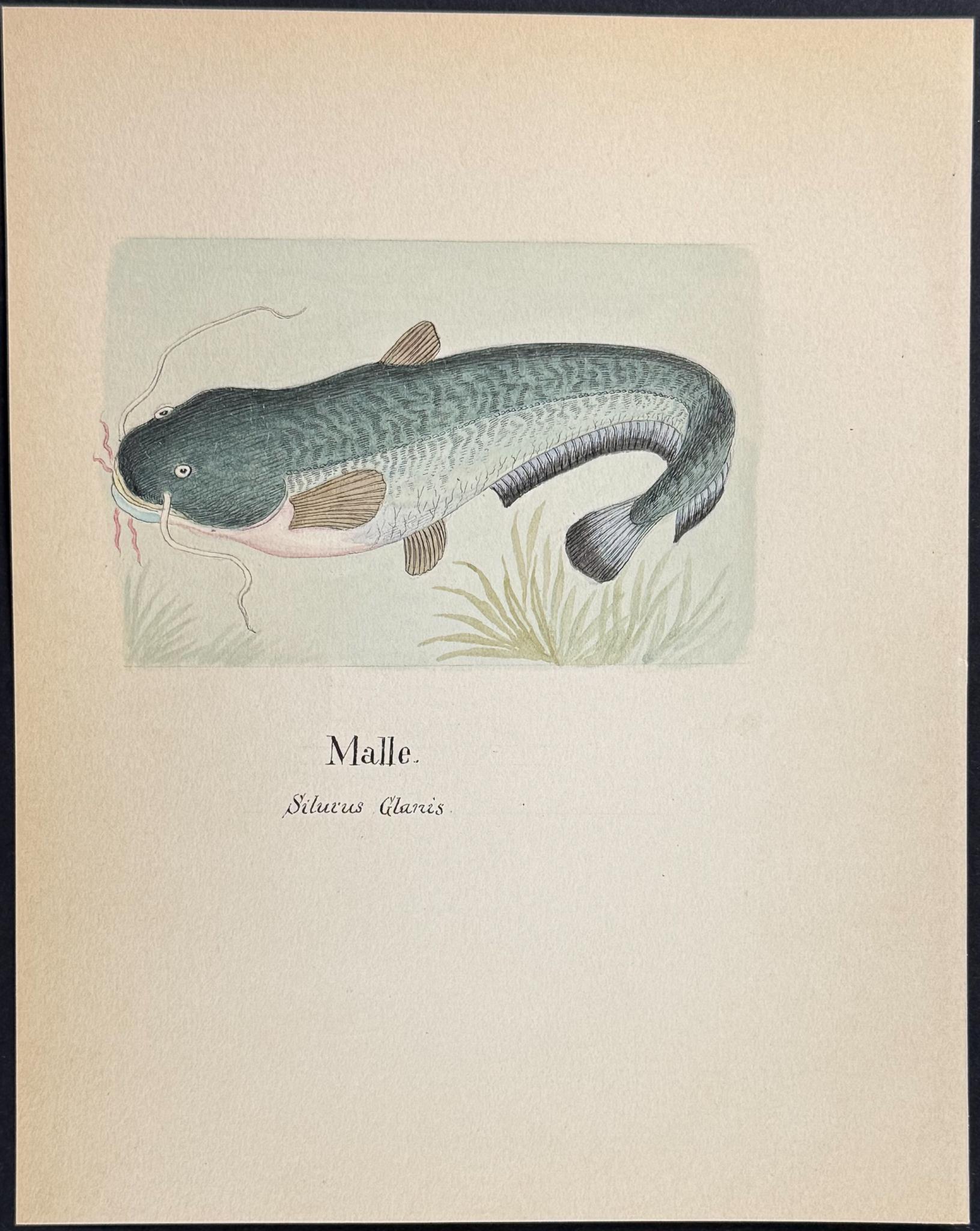 Original Watercolor — Fish & Sea Life, Plate 2 c.1820 — main view