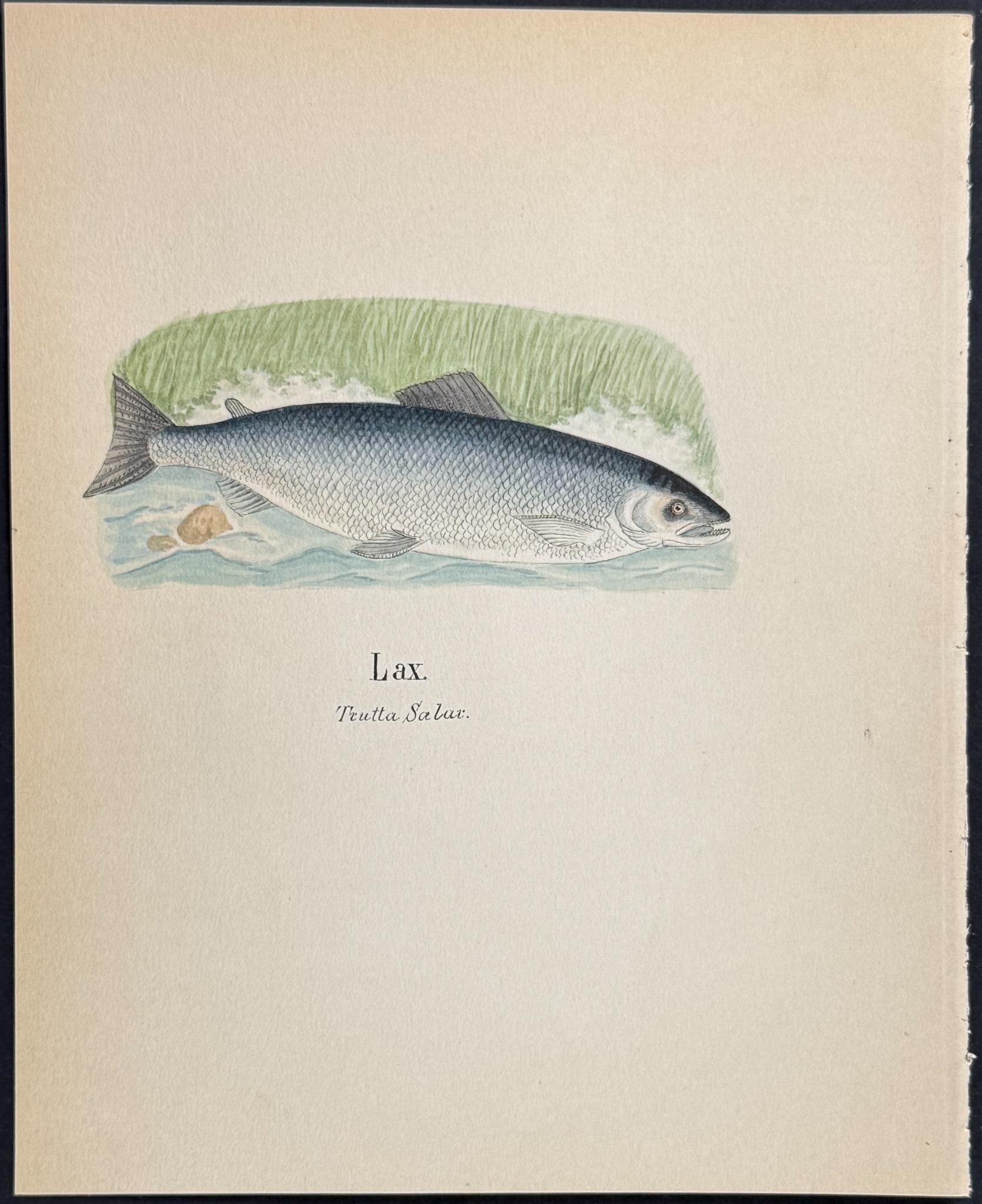 Original Watercolor — Fish & Sea Life, Plate 3 c.1820 — main view