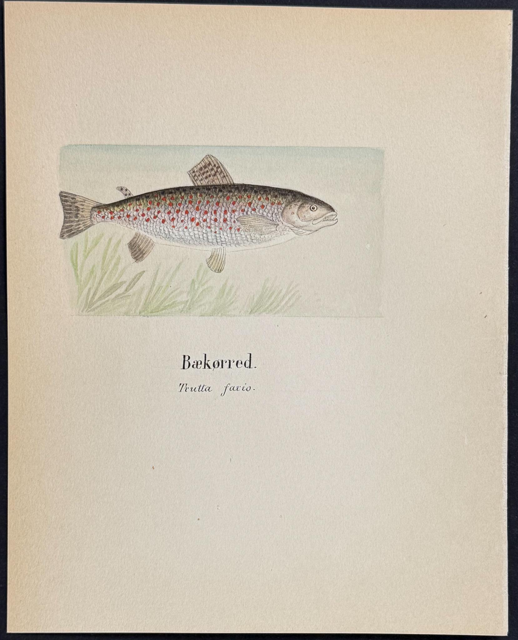Original Watercolor — Fish & Sea Life, Plate 4 c.1820 — main view