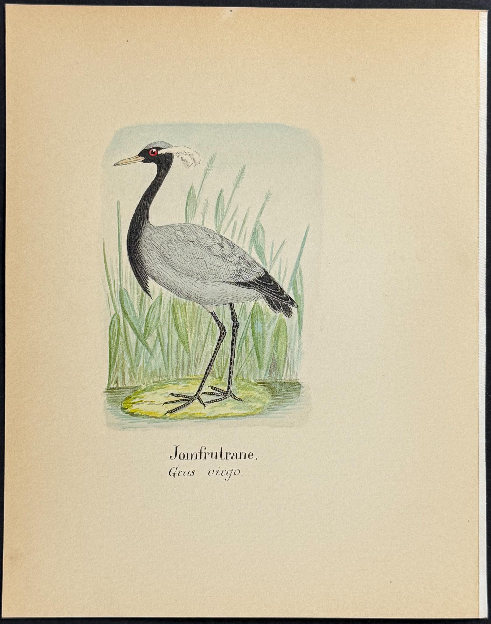 Original Watercolor — Shore Bird, Plate 1 c.1820 — main view
