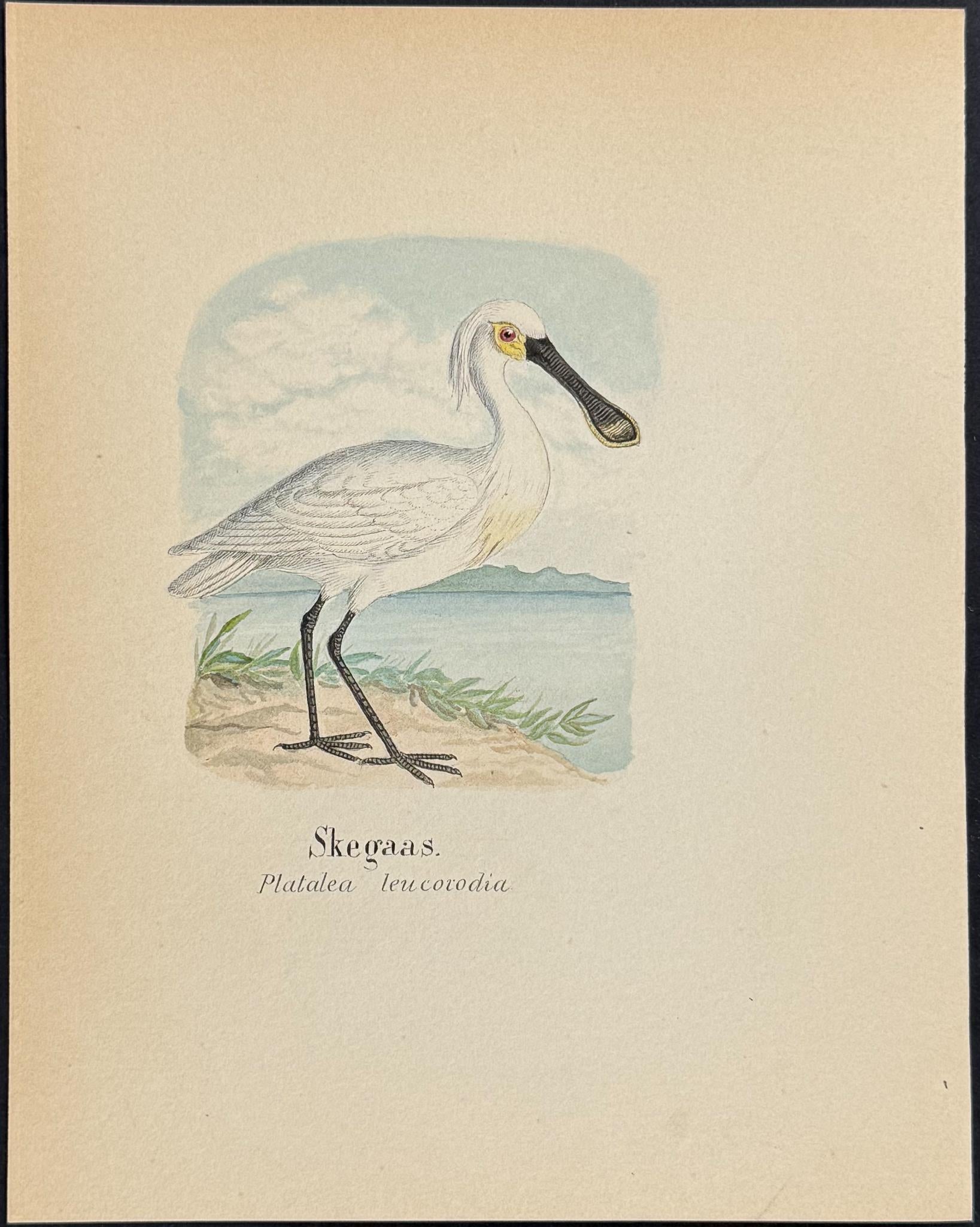 Original Watercolor — Shore Bird, Plate 3 c.1820 — main view