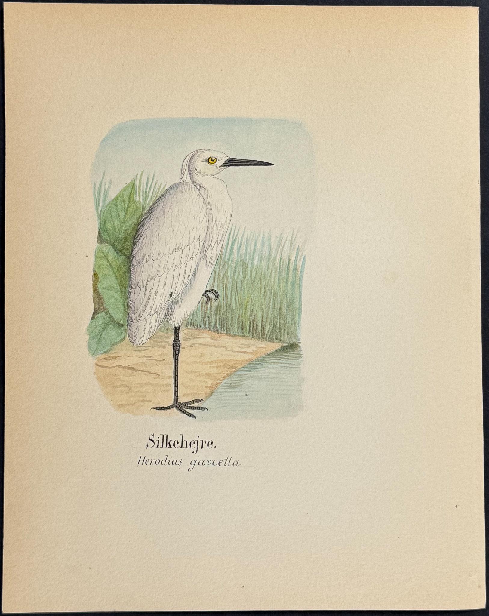 Original Watercolor — Shore Bird, Plate 4 c.1820 — main view