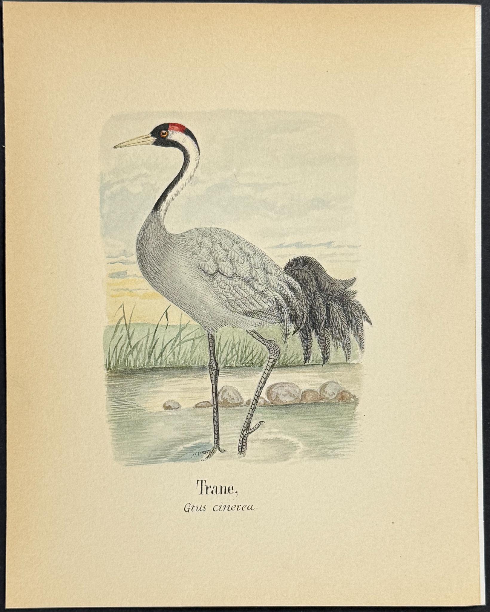 Original Watercolor — Shore Bird, Plate 5 c.1820 — main view