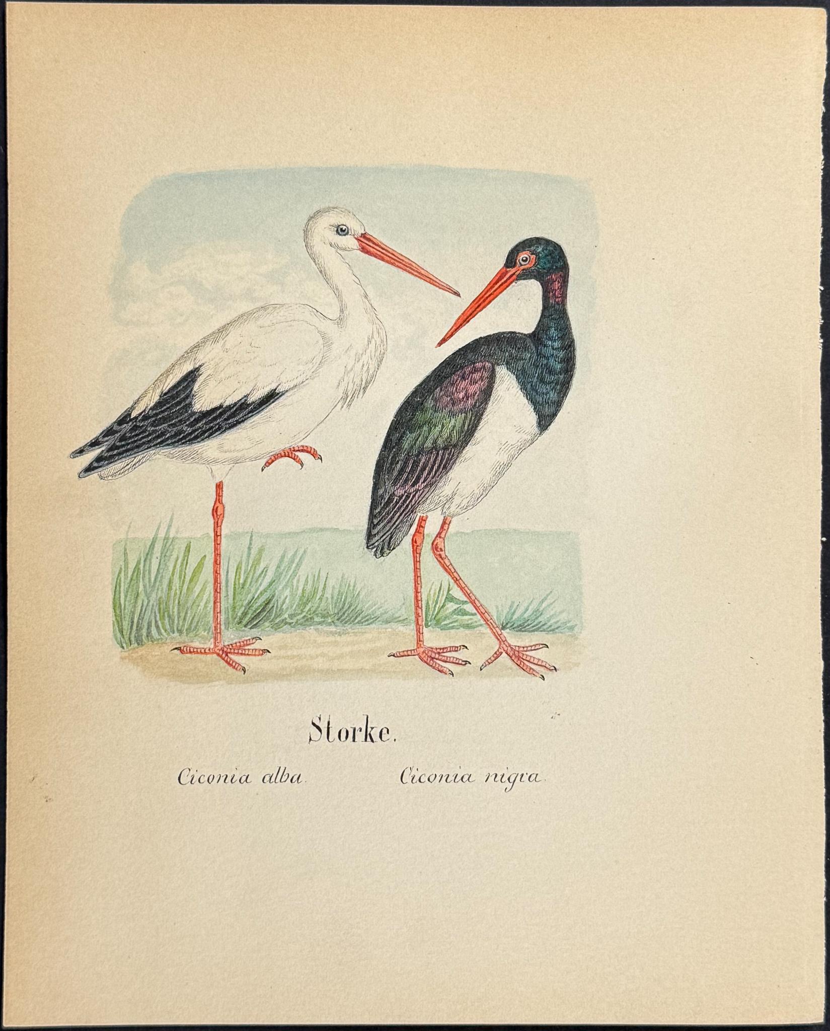 Original Watercolor — Shore Bird, Plate 6 c.1820 — main view