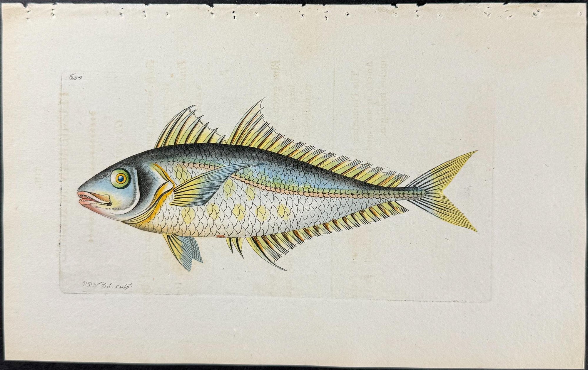 Shaw & Nodder — Set of Six Fish Engravings c.1790 — detail view 2