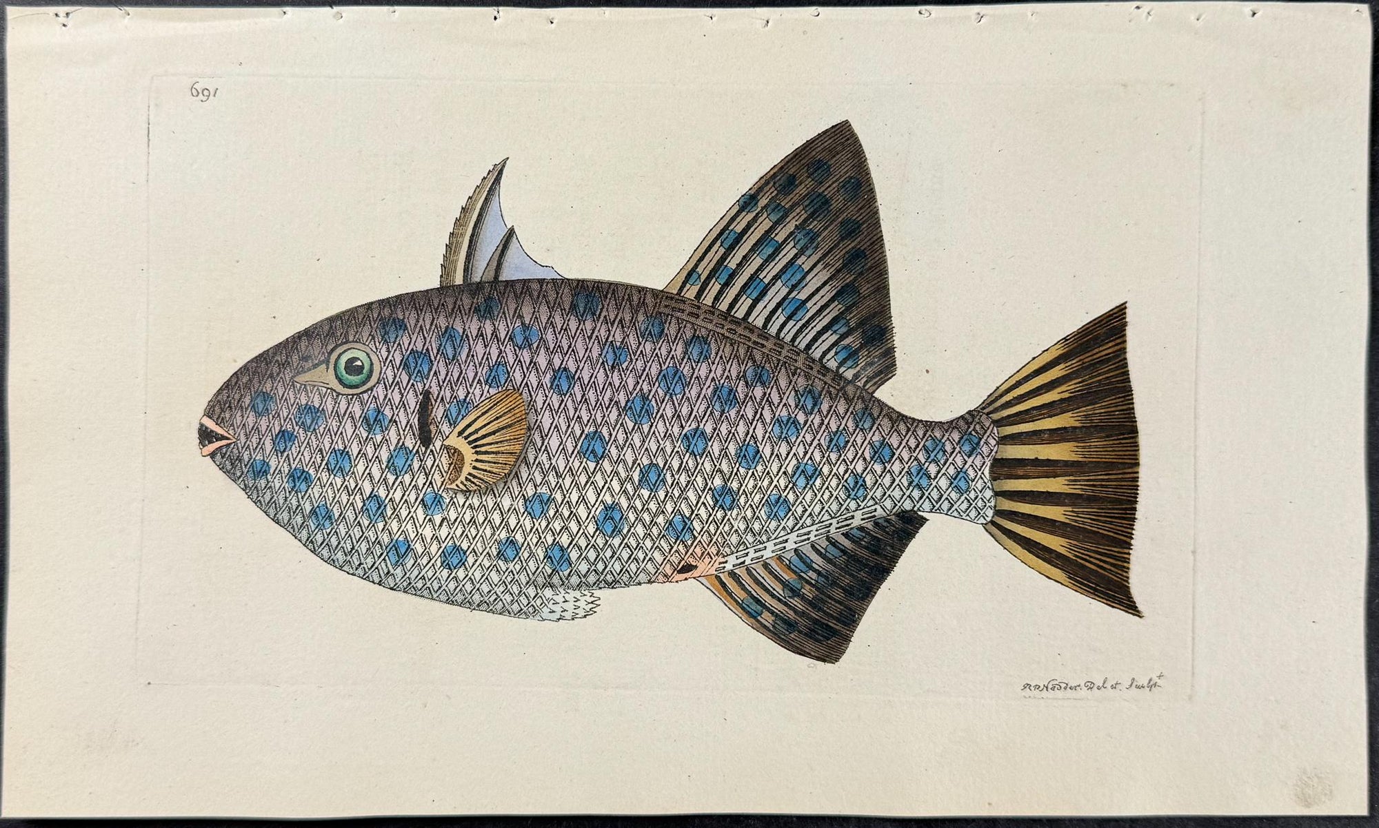 Shaw & Nodder — Set of Six Fish Engravings c.1790 — detail view 3