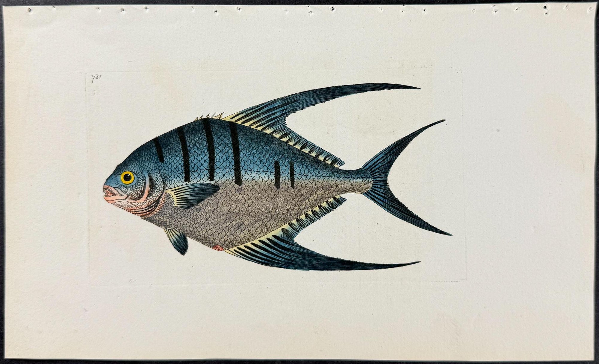 Shaw & Nodder — Set of Six Fish Engravings c.1790 — detail view 4
