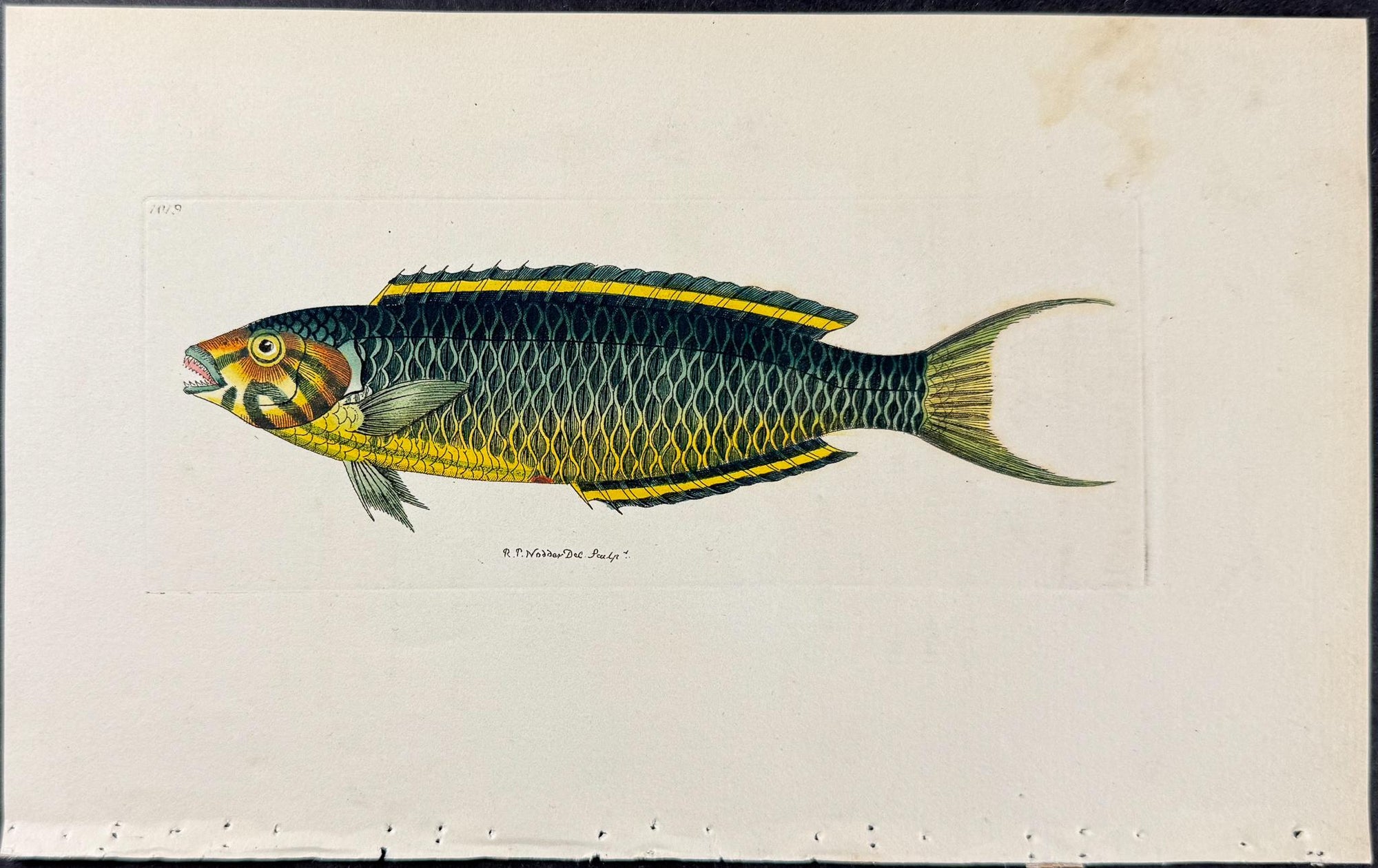 Shaw & Nodder — Set of Six Fish Engravings c.1790 — detail view 6