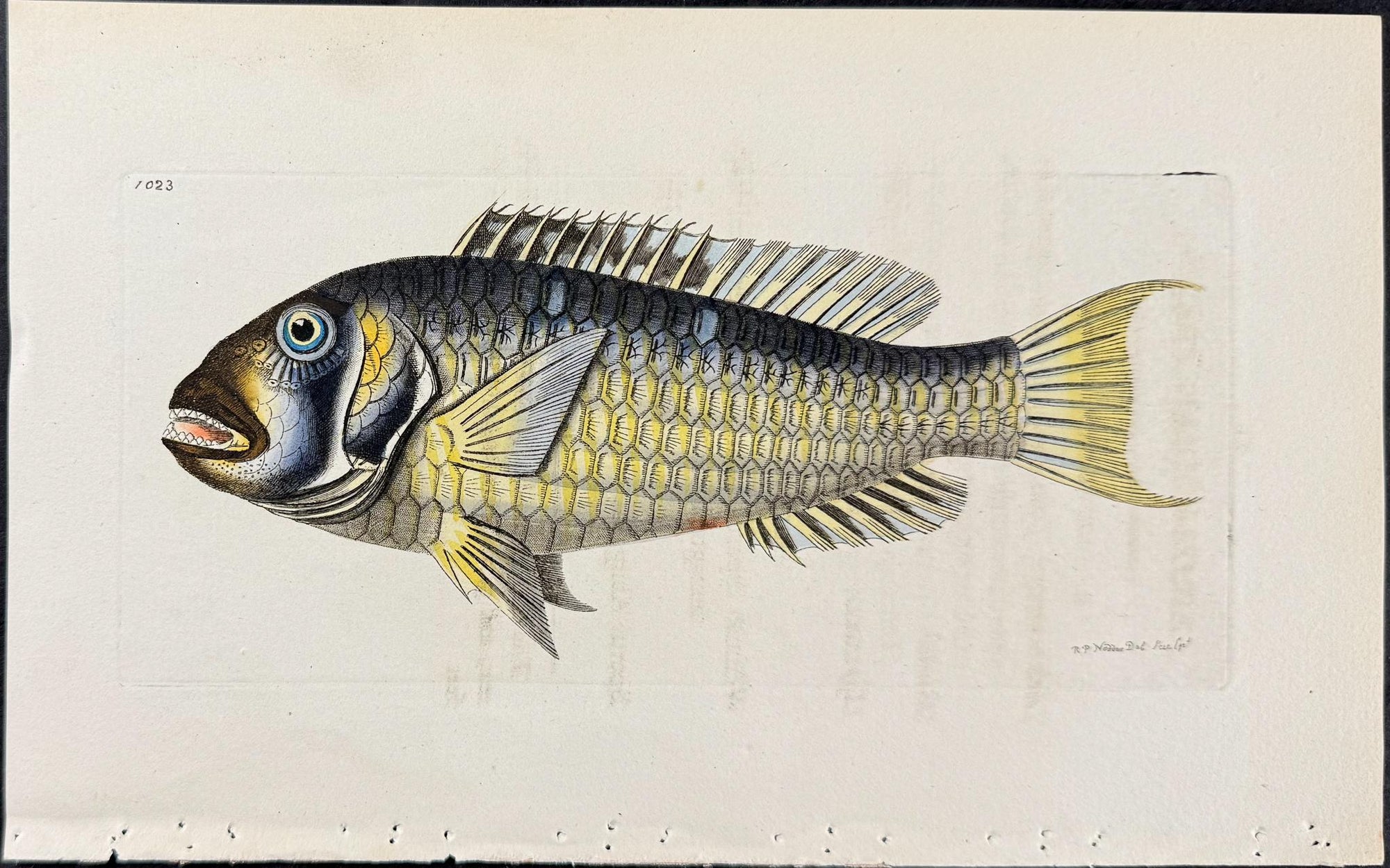 Shaw & Nodder — Set of Six Fish Engravings c.1790 — detail view 7