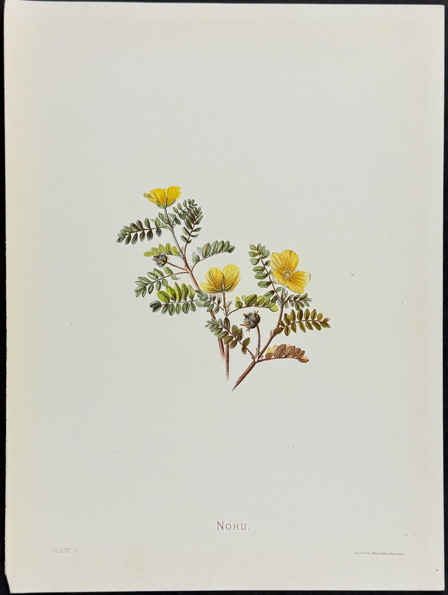 Sinclair — Hauhele Hawaiian Indigenous Flower c.1885 — main view