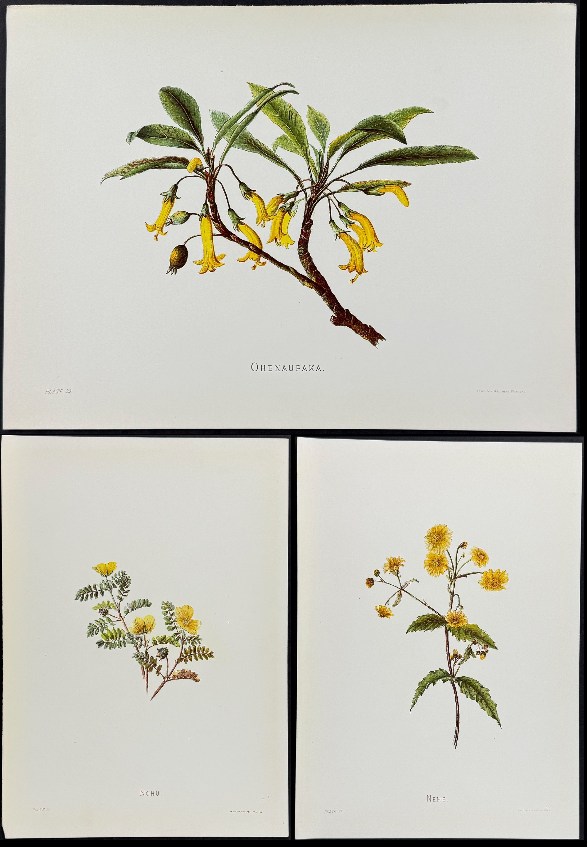 Sinclair — Set of 3 Hawaiian Indigenous Flowers c.1885 — main view