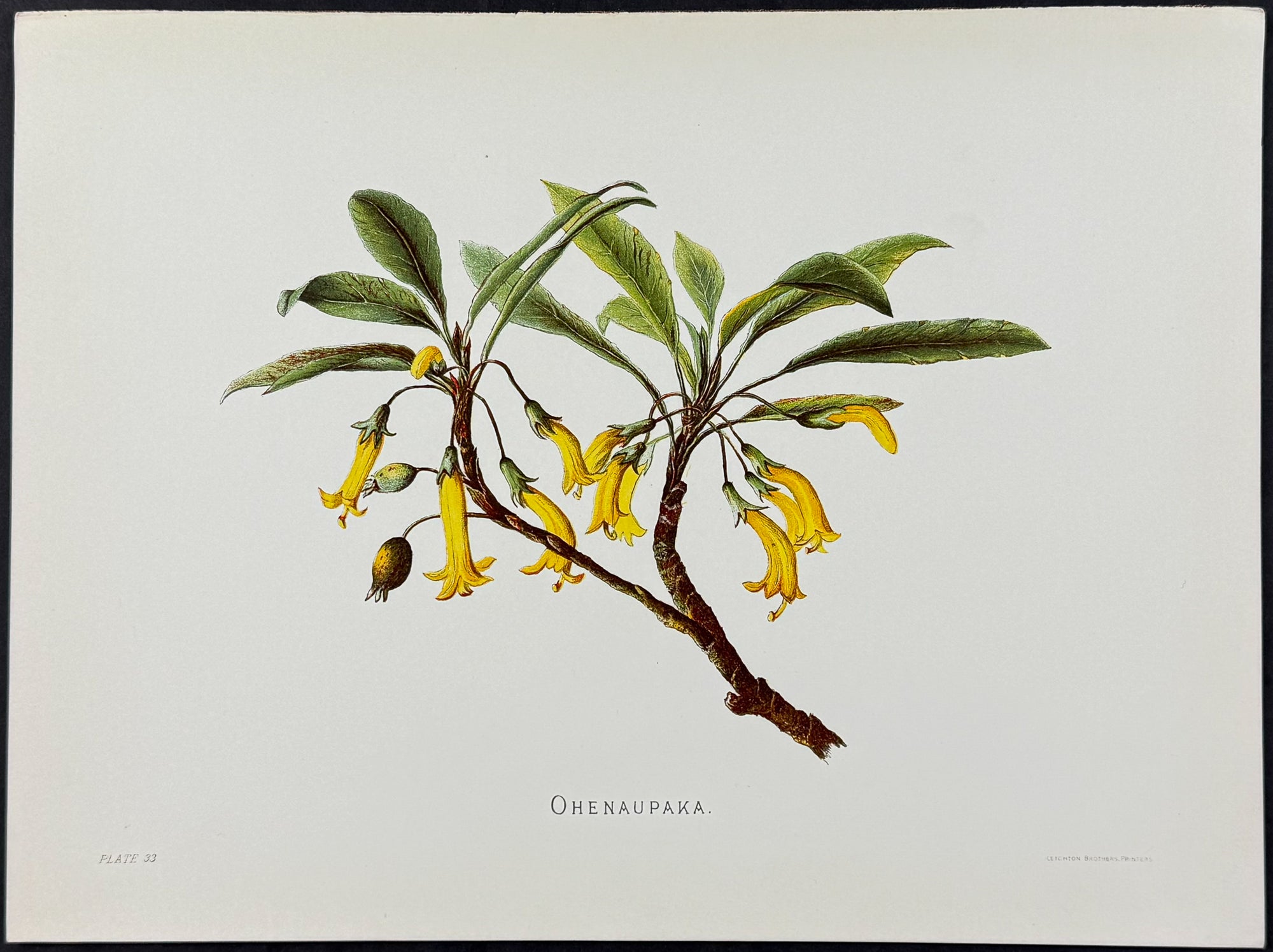 Sinclair — Koki'o 'Ula Hawaiian Indigenous Flower c.1885 — main view