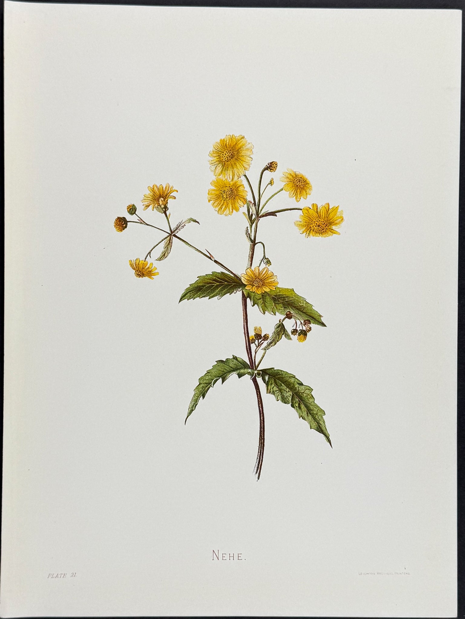 Sinclair — Wiliwili Hawaiian Indigenous Flower c.1885 — main view