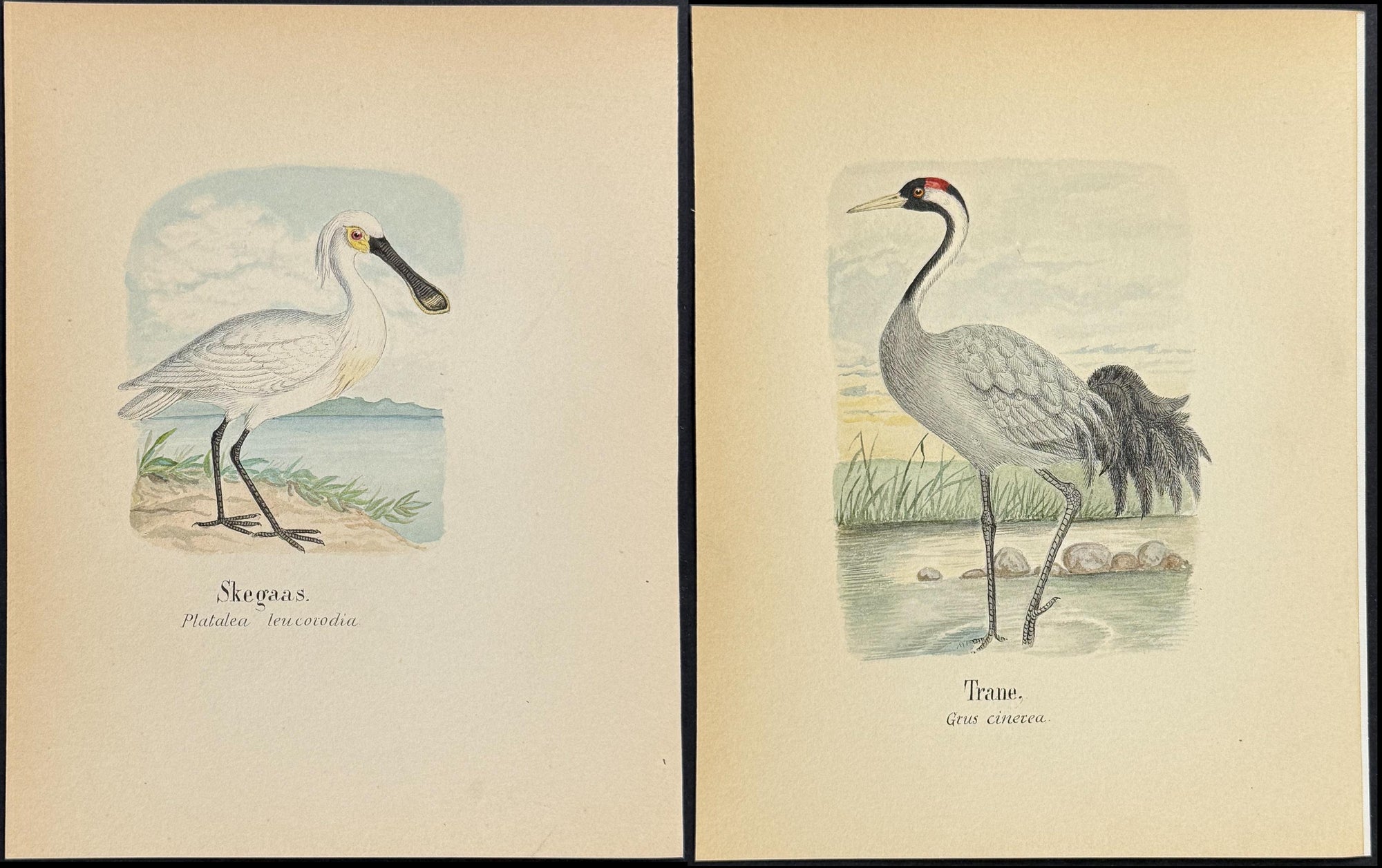 Six Original Watercolors — Shore Birds c.1820 — main view
