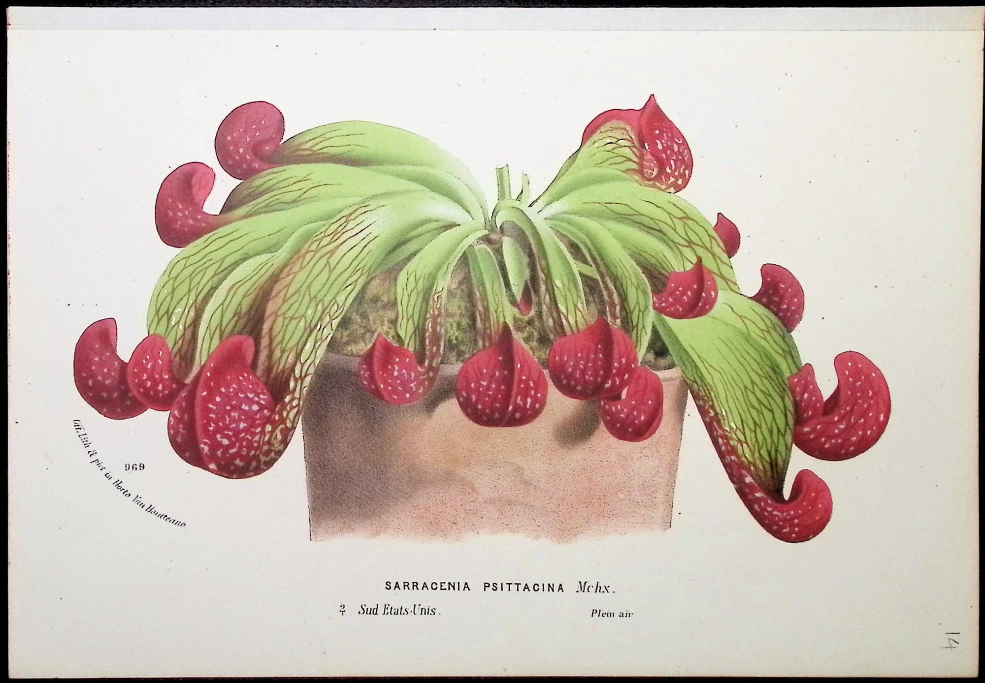 Van Houtte — Carnivorous Pitcher Plant, Plate 1 c.1850 — main view