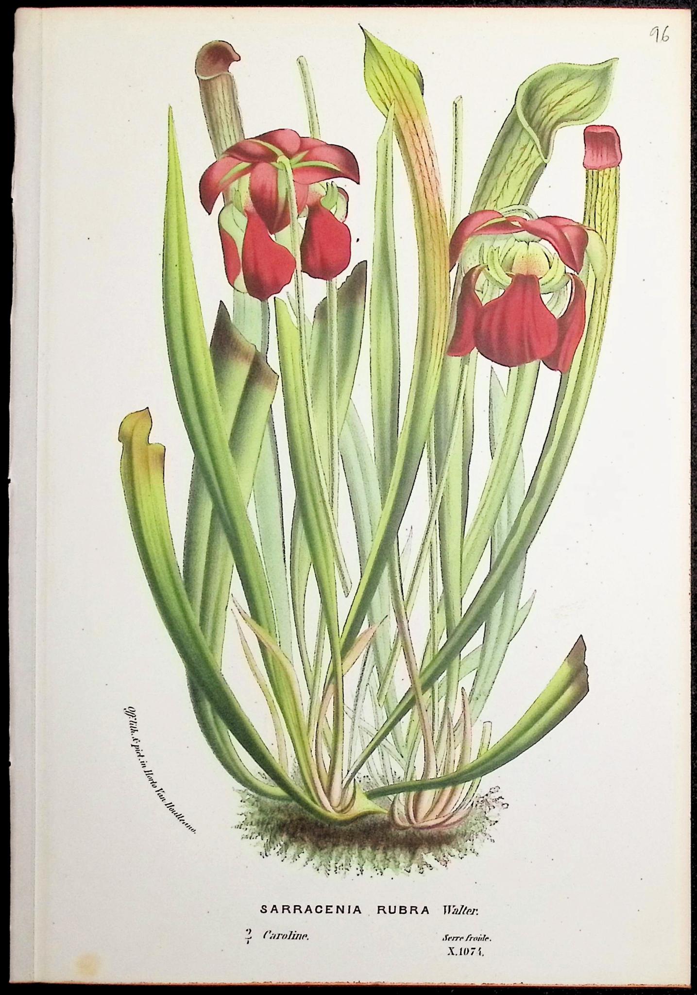 Van Houtte — Pair of Carnivorous Pitcher Plant c.1850 — detail view 3